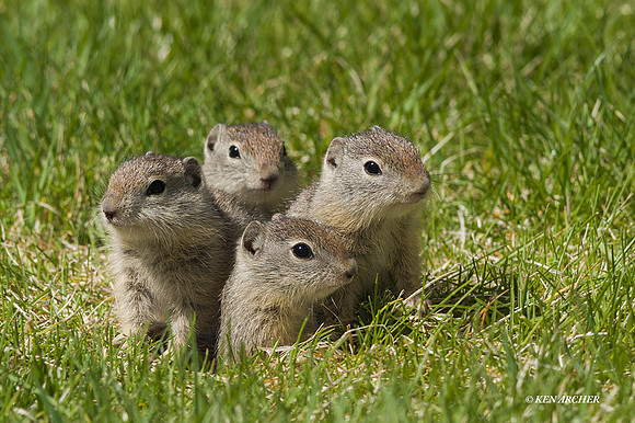 GDSQ00006 - Belding's Ground Squirrel