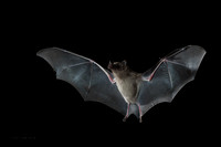 AZLB00023 - Mexican Long-nosed Bat