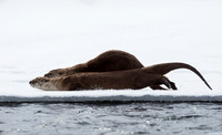 RO00615 - River Otter