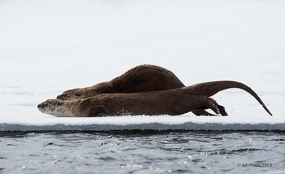RO00615 - River Otter