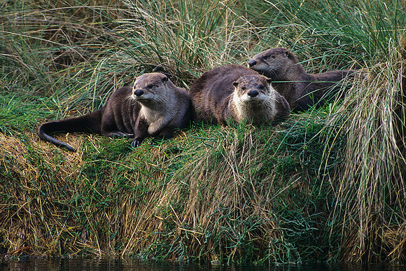 ROTR010959-River-Otters-Resting