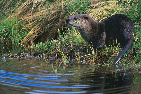 ROTR010251-River-Otter