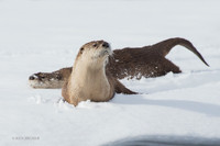 RO00872 _ River Otter