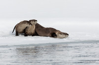 RO00437 - River Otter