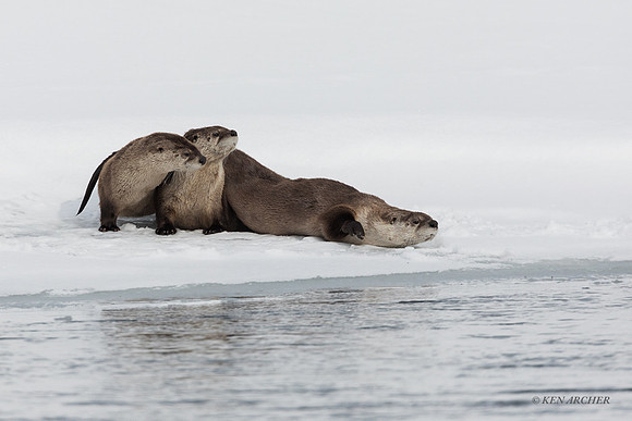 RO00437 - River Otter