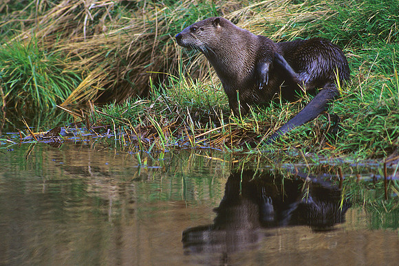 ROTR010015-River-Otter-Reflecting