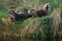 ROTR010166-River-Otter-Family