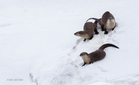 RO00832 _ River Otter