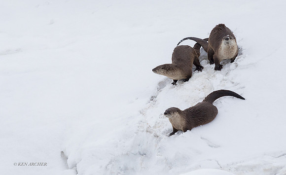 RO00832 _ River Otter