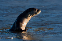 RO00042-River-Otter