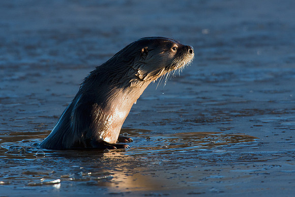 RO00042-River-Otter