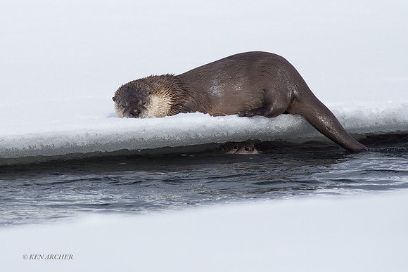 RO00523 - River Otter