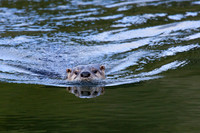 River Otter - RO00018