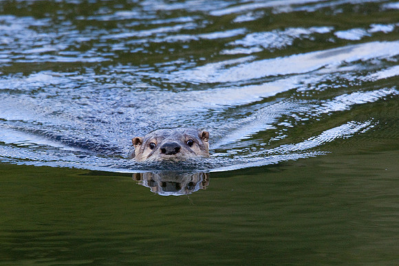 River Otter - RO00018