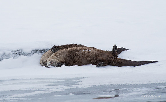 RO00751 - River Otter