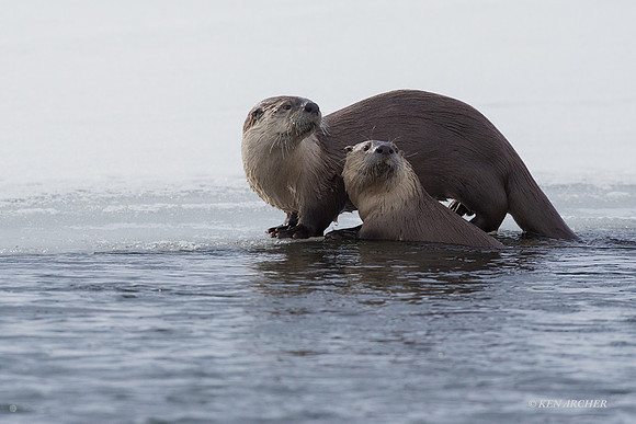 RO00634 - River Otter