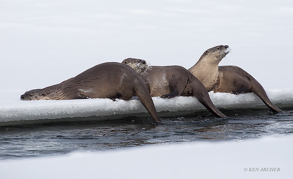 RO00530 - River Otter
