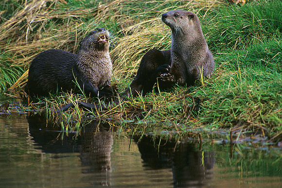 ROTR010732-River-Otter-Pair