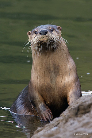 River Otter