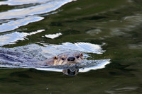 River Otter - RO00009