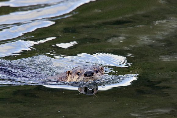 River Otter - RO00009