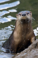 RO00010-River-Otter