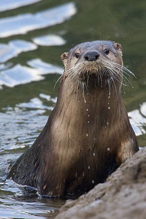 RO00010-River-Otter