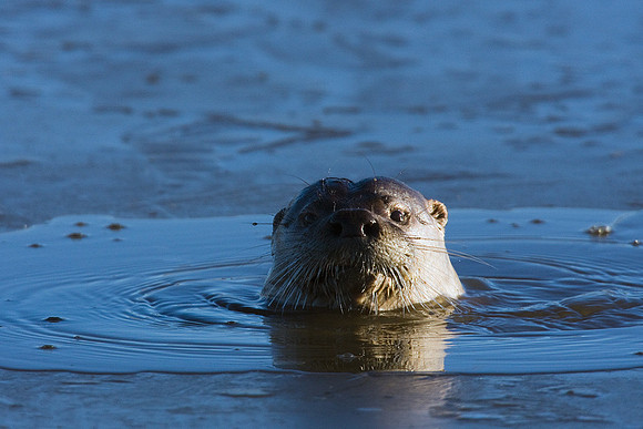 RO00081-River-Otter