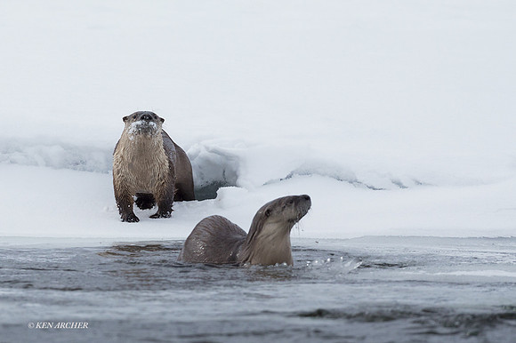 RO00737 - River Otter