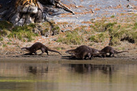 RO00221-River-Otter