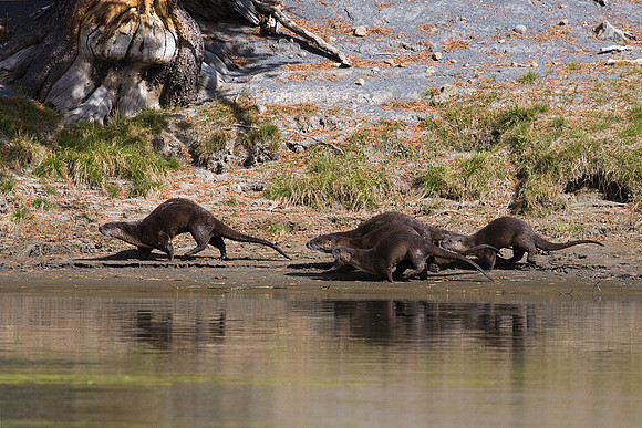 RO00221-River-Otter