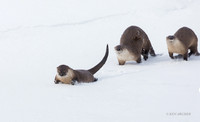 RO00410 - River Otter