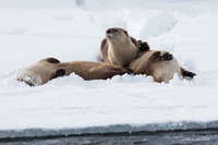 RO00599 - River Otter