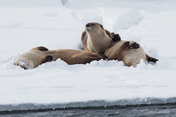 RO00599 - River Otter