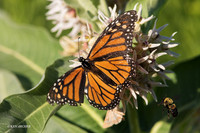 BRYF00207 - Monarch Butterfly & Bumble Bee