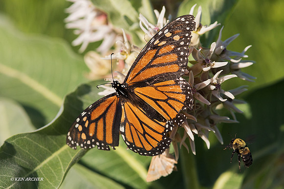 BRYF00207 - Monarch Butterfly & Bumble Bee
