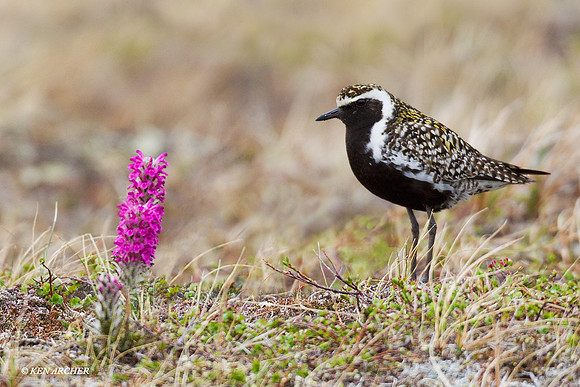 Pacific Golden Plover