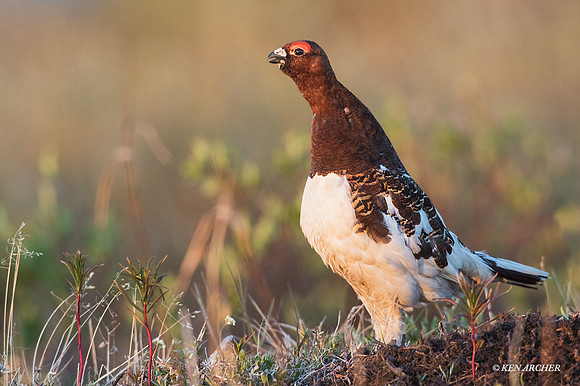 NMWP00635 - Willow Ptarmigan