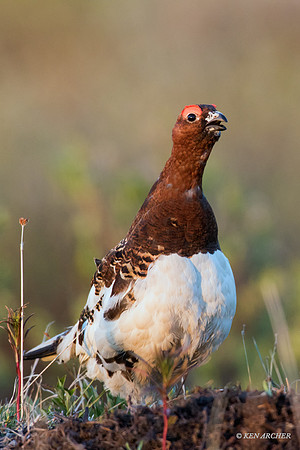 NMWP00609 - Willow Ptarmigan