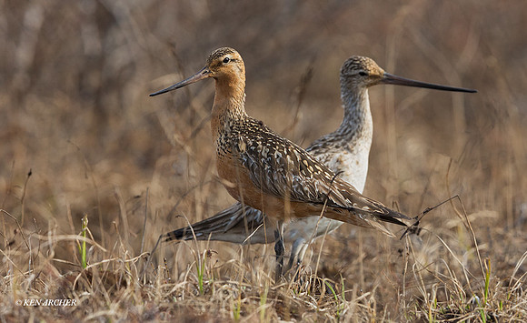 NMBG00304 - Bar-tailed Godwit