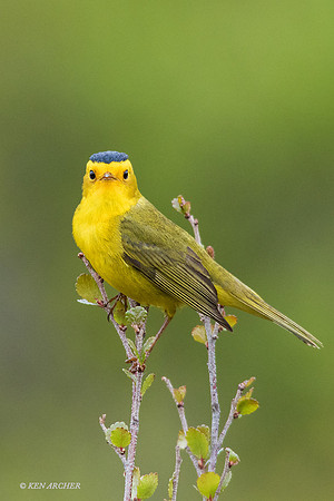 NMWW00104 - Wilson's Warbler