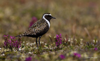 AMGP01000 - American Golden Plover