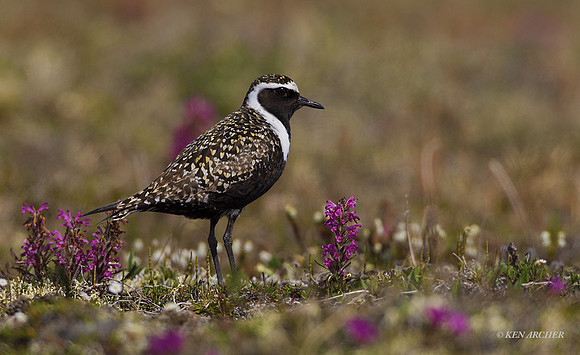 AMGP01000 - American Golden Plover