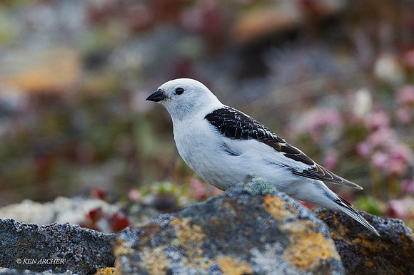 NMSB00159 - Snow Bunting