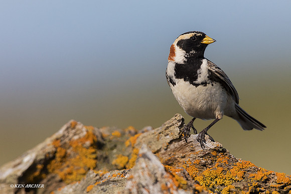 NMLL00606 - Lapland Longspur