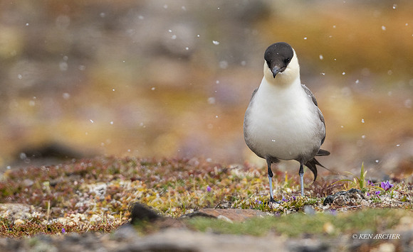 NMLJ01857 - Long-tailed Jaeger