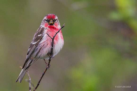 NMRP00164 - Common Redpoll