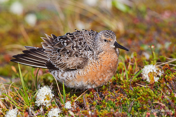 NMRK00330 - Red Knot