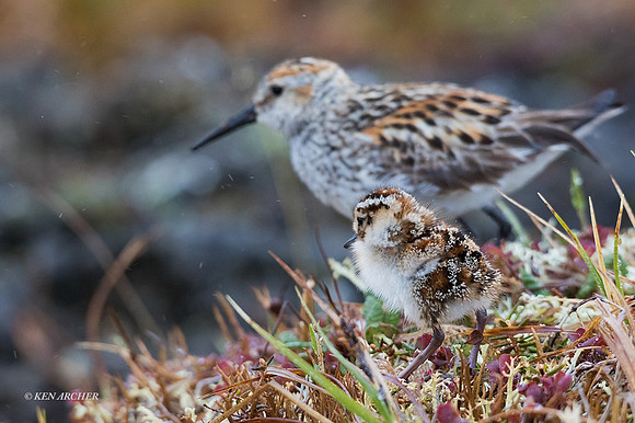 NMWS00133 - Western Sandpiper