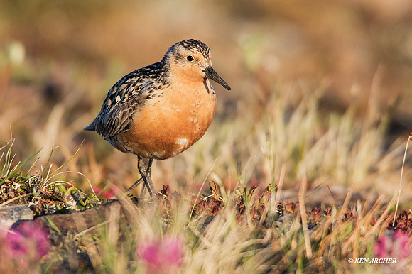 NMRK00191 - Red Knot